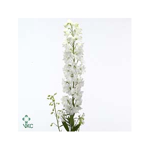 DELPHINIUM GUARDIAN WHITE