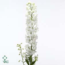 <h4>DELPHINIUM GUARDIAN WHITE</h4>