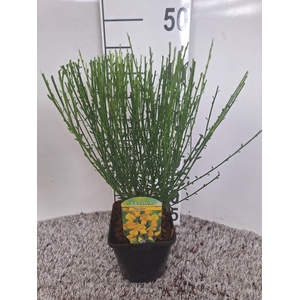 Cytisus scoparius 'Vanesse'