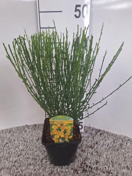 Cytisus scoparius 'Vanesse'