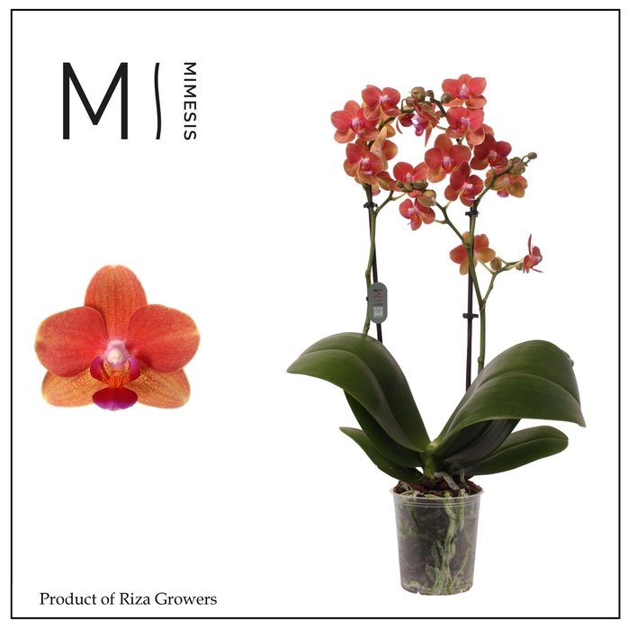 <h4>Phalaenopsis Soft Touch 2 spike - 12cm | Mimesis</h4>