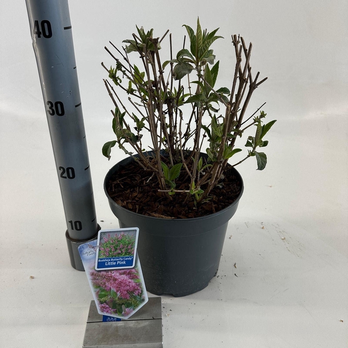 <h4>Buddleja Butterfly Candy Little Pin</h4>