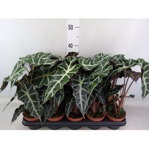 Alocasia amazonica 'Polly'