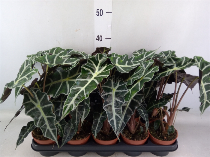 <h4>Alocasia amazonica 'Polly'</h4>