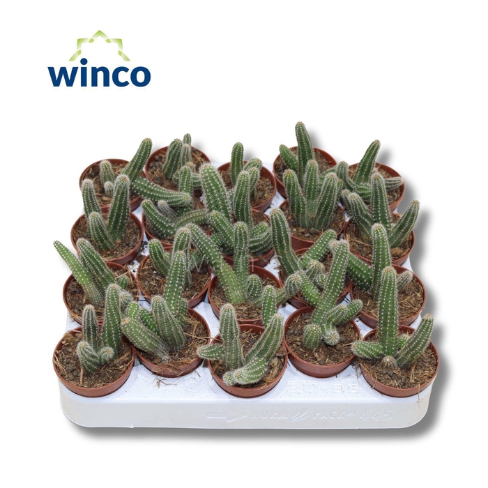 <h4>Chamaecereus Silvestrii (s)</h4>