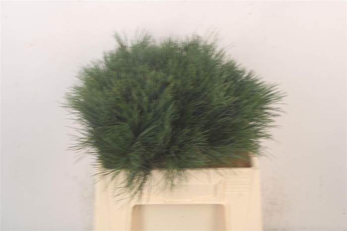 <h4>Pinus Strobus X100</h4>