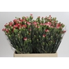 Dianthus Sp Minuetto