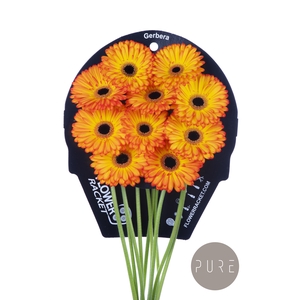 Gerbera Catwalk Water x40