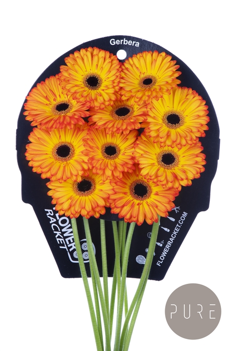 <h4>Gerbera Catwalk Water x40</h4>