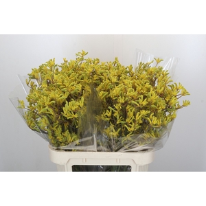 Anigozanthos Bush Down