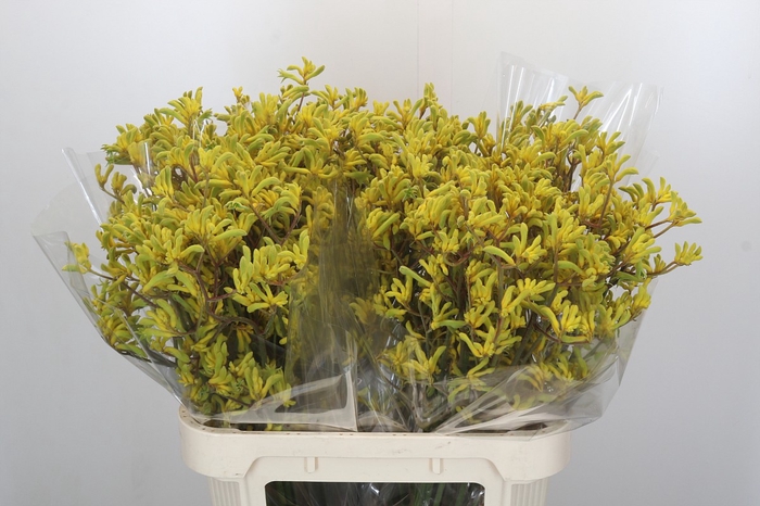 Anigozanthos Bush Down