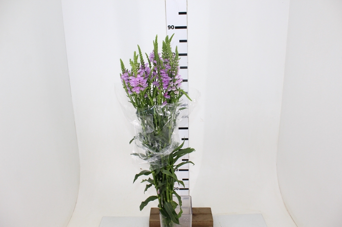 NAO USAR - MACO RABO DE TIGRE