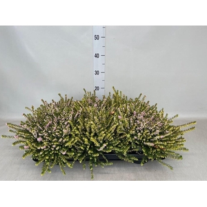 Erica darley. 'Darley Dale'