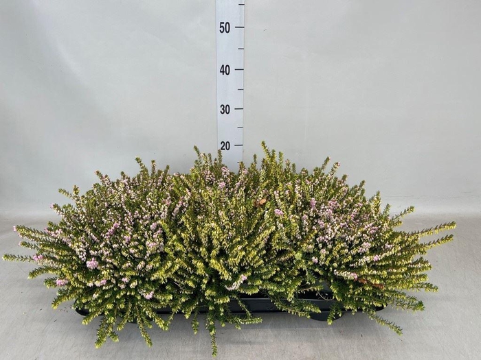 <h4>Erica darley. 'Darley Dale'</h4>