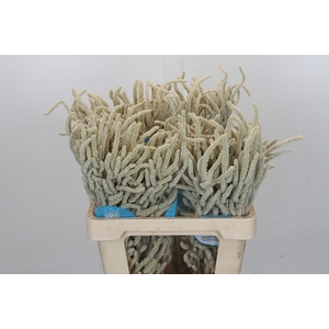 Amaranthus Yearming Desert
