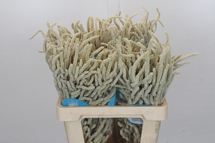 Amaranthus Yearming Desert