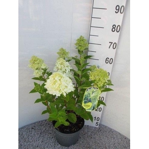 Hydrangea pan. Magical Candle struik P23