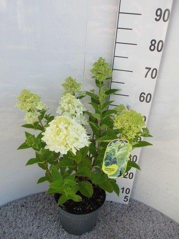 <h4>Hydrangea pan. Magical Candle struik P23</h4>