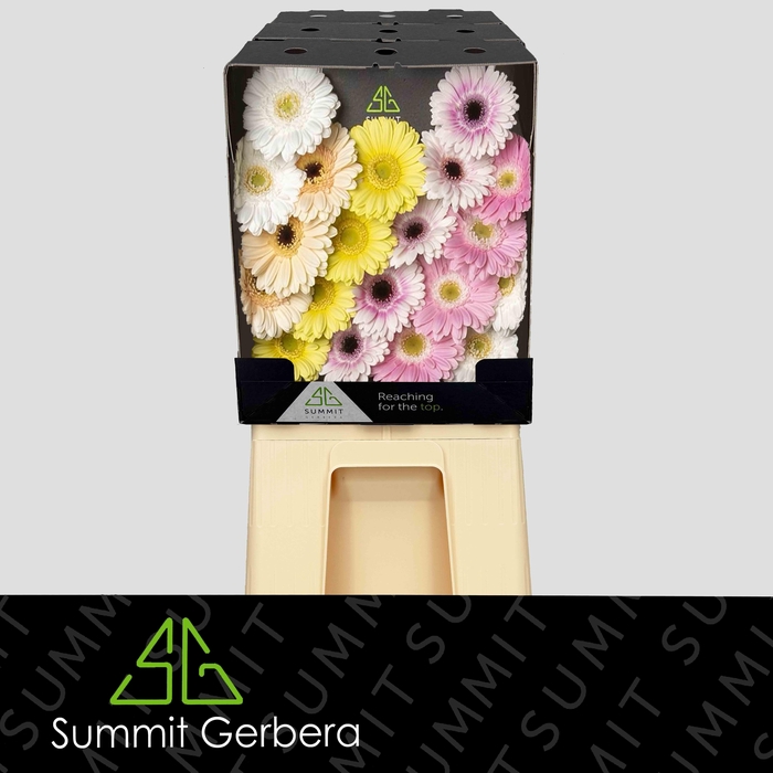 <h4>Germini Mix Dream Pastel Diamond</h4>