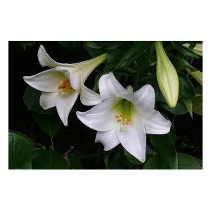 Lilium Longiflorum 2 buds
