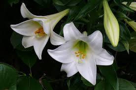 Lilium Longiflorum 2 buds