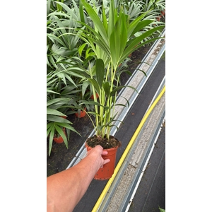 Howea forsteriana