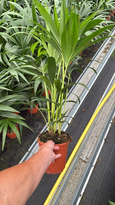 <h4>Howea forsteriana</h4>