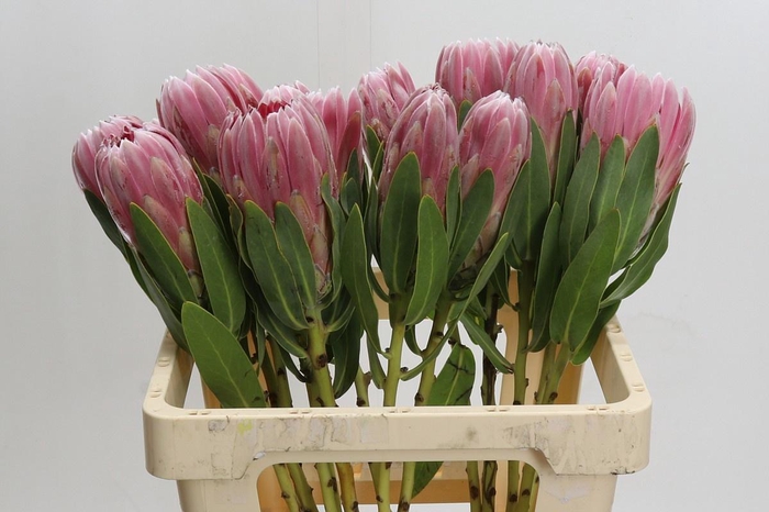 <h4>PROTEA CARNIVAL</h4>