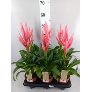 Tillandsia  'Ziva'