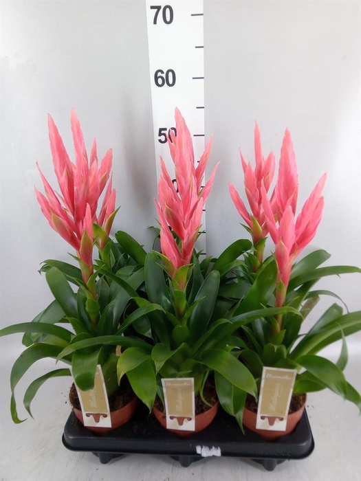 <h4>Tillandsia  'Ziva'</h4>