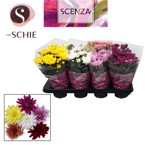 Chrysant Chrystal Mix