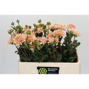 Dahlia Orange Perception