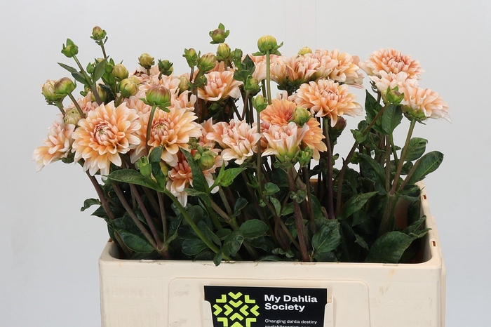<h4>Dahlia Orange Perception</h4>