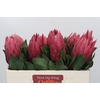 Protea Cynaroides Madiba
