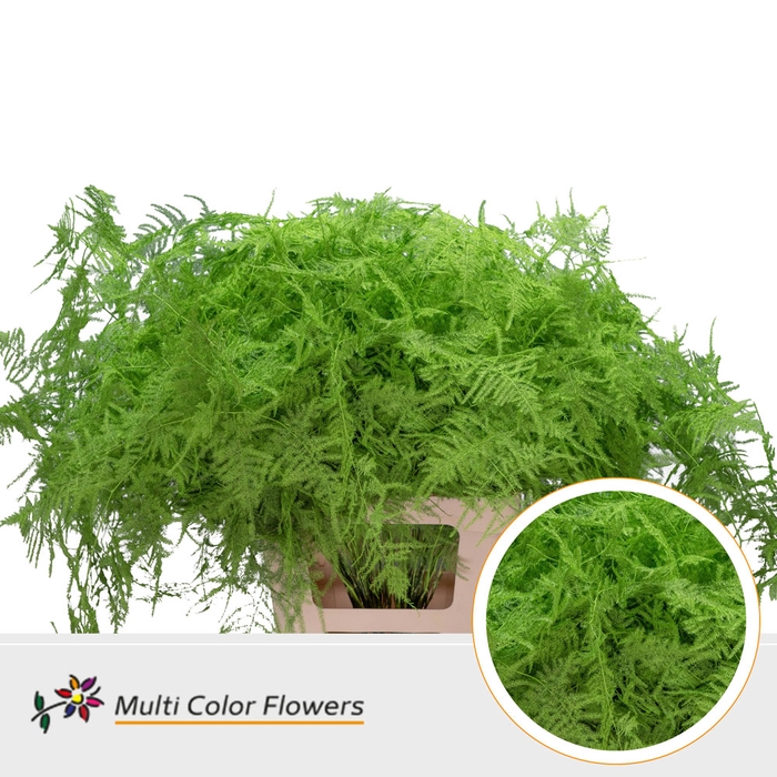 <h4>Asparagus Extra V Groen Appel</h4>