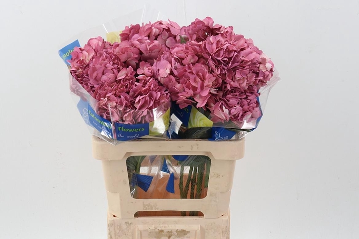 <h4>Hydr Antiguo Rosa</h4>