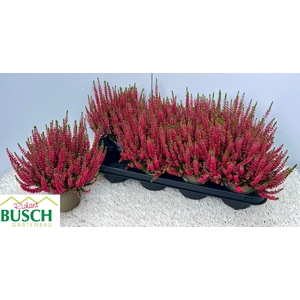 CALLU BL SCARL EARLY