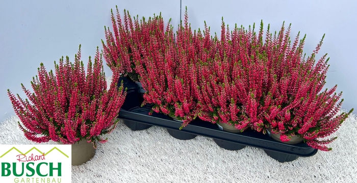 <h4>CALLU BL SCARL EARLY</h4>