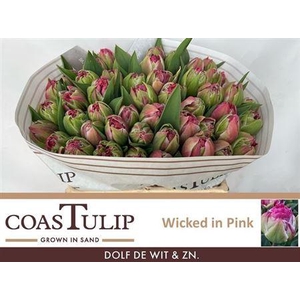 Tu [coas] Du Wicked In Pink Ex