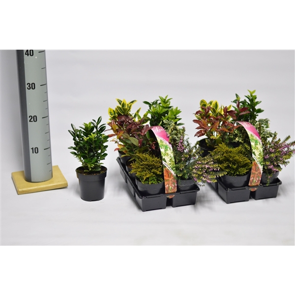 <h4>Heester 6-pack</h4>