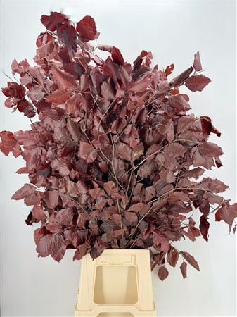 <h4>Dr Fagus Stab Bordeaux</h4>