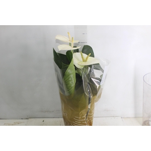 ANTHURIUM SUMI P17