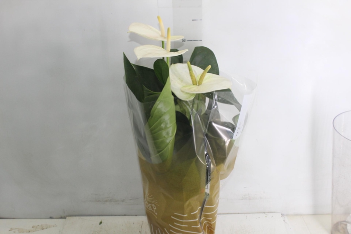 <h4>ANTHURIUM SUMI P17</h4>