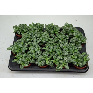 Fittonia Mosaic Marble Green