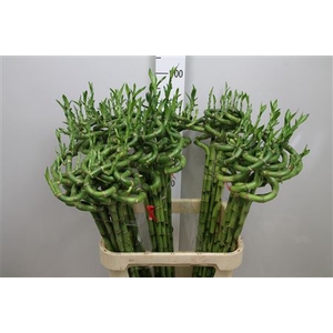 Drac Lucky Bamboo 90cm Curly
