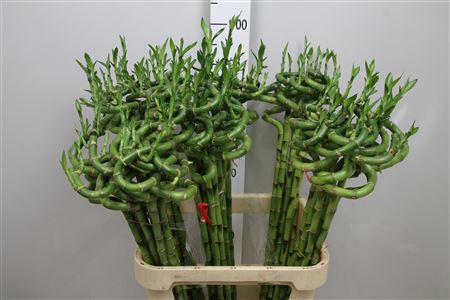 <h4>Drac Lucky Bamboo 90cm Curly</h4>