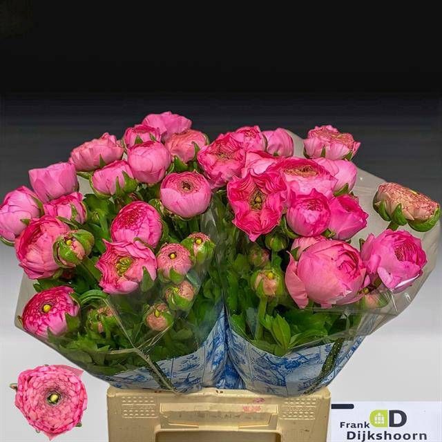 <h4>RAN AAZUR ROSE</h4>