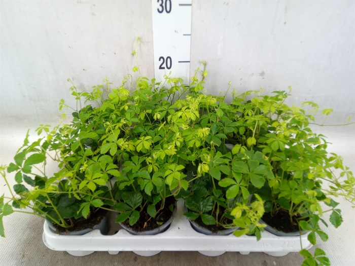 <h4>Cissus   ...</h4>