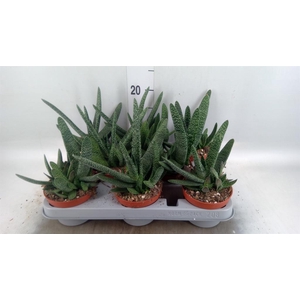 Gasteria carinata var. verrucosa