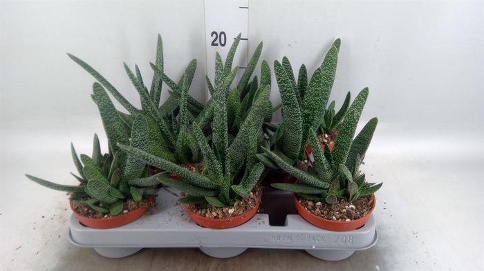 <h4>Gasteria carinata var. verrucosa</h4>